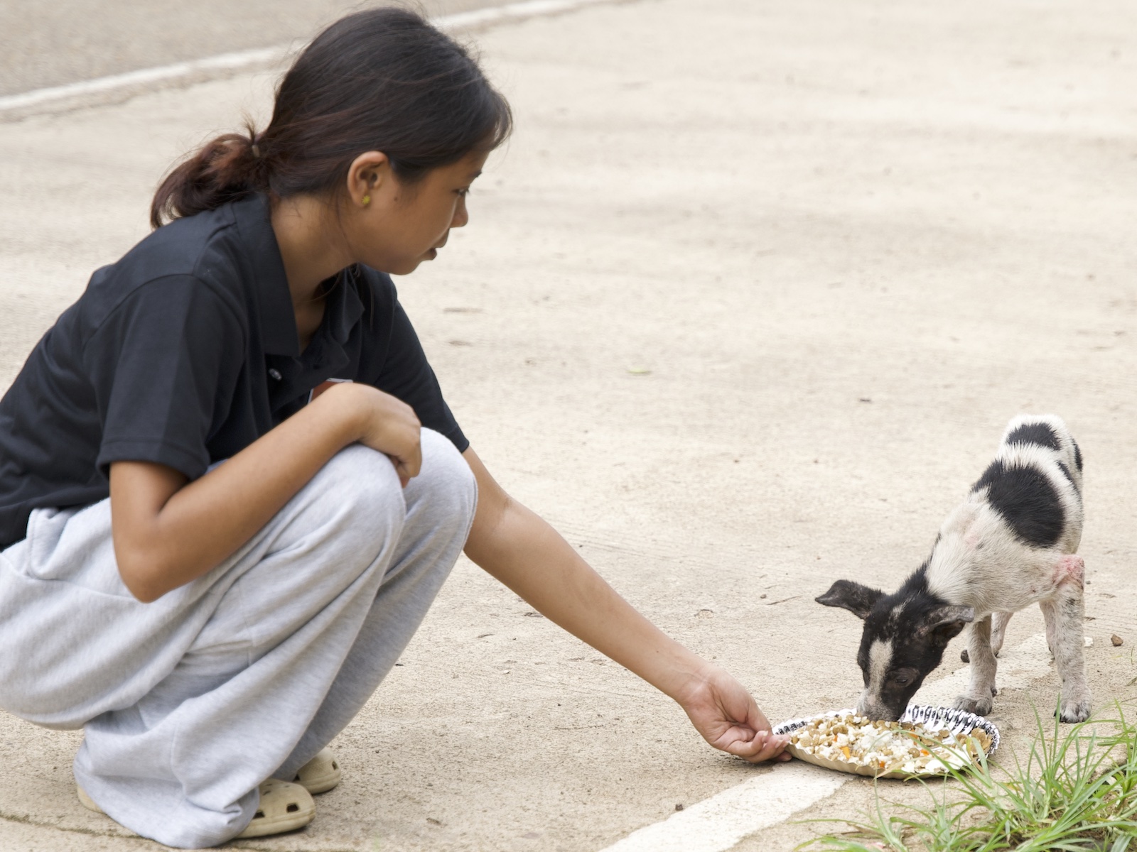 Stray Feeding Program